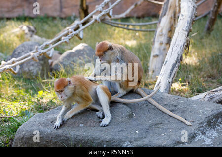 Patas (Erythrocebus patas) singe Banque D'Images