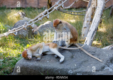 Patas (Erythrocebus patas) singe Banque D'Images