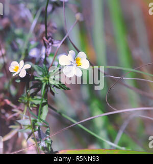 La violette des champs en fleurs Banque D'Images