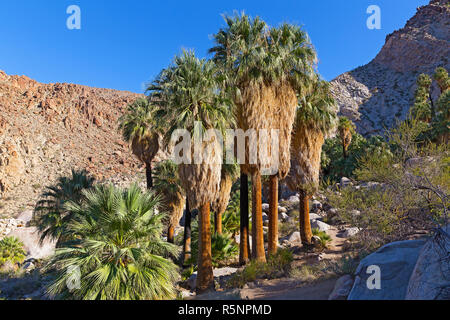 Palmiers dans une gorge à la fin du sentier du parc. Une des merveilles dans le parc national Joshua Tree, California USA. Banque D'Images