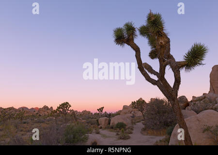 Le paysage du Parc National de Joshua Tree, California USA avant le lever du soleil. Vue sur la haute végétation désert dans la lumière du matin. Banque D'Images