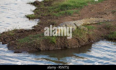 Crocodile du Nil située au bord d'une rivière ou au bord de l'eau de soleil ou en attente dans le Parc National de Pilanesberg (Crocodylus niloticus) Banque D'Images