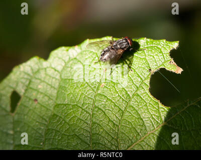 Close up de mouche à viande sur vert feuille macro Sarcophaga carnaria Banque D'Images