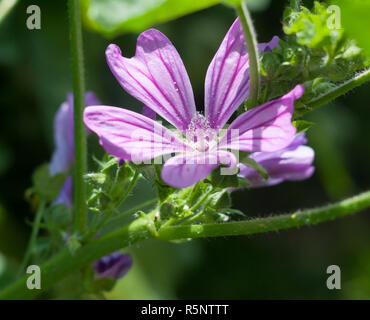 Belle fleur violet mauve commune sharp Malva sylvestris Banque D'Images