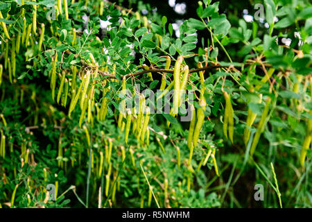 La maturation des graines d'Acacia. Cosses vertes sur l'arbre. Banque D'Images