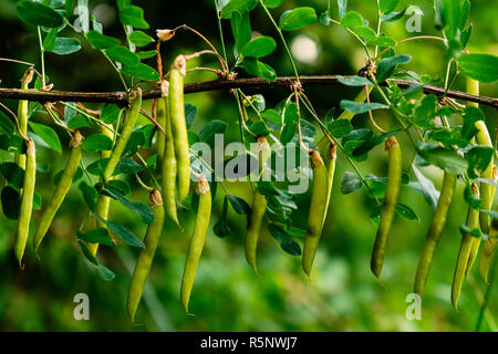 La maturation des graines d'Acacia. Cosses vertes sur l'arbre. Banque D'Images