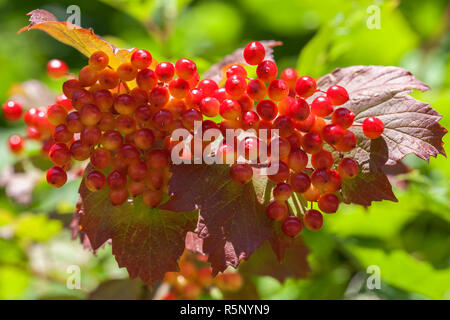 Boule commun - Viburnum opulus - baies Banque D'Images