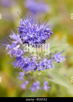 Bouquet de belles pétales de fleurs bleues fleurs de phacélie Banque D'Images