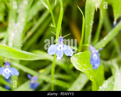 Close up de mouron bleu sur marbre pistil Banque D'Images