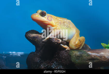 Nature des amphibiens grenouille jaune Espèce animale environnement marais étang Banque D'Images