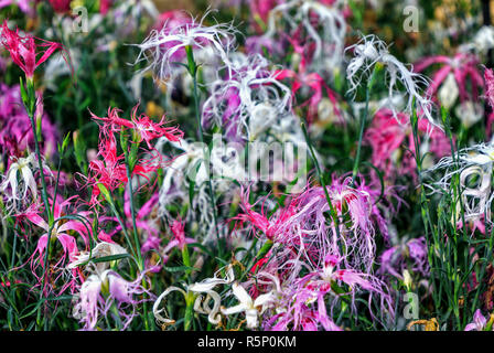 Tall fleurs d'oeillet (Dianthus superbus) - fleurs aromatiques dégagent un parfum lilas prononcé Banque D'Images