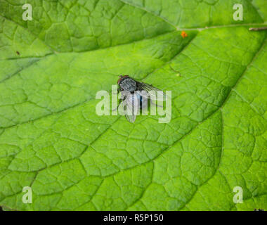 Fly sur une feuille d'herbe dans un jardin. Banque D'Images