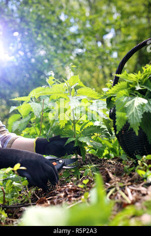 L'herboristerie. Les herbes d'orties. Banque D'Images