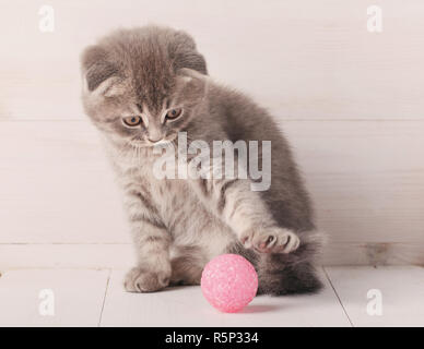 Rayé gris chaton Scottish Fold se joue avec une balle rose, regarde. Banque D'Images