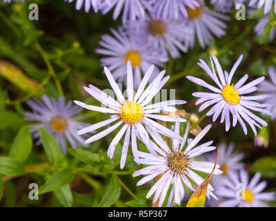 Close up de pétales humides d'Aster amellus jardin en italien (Asters) Banque D'Images