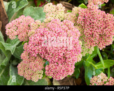 Close up de la floraison de nombreuses petites fleurs arbuste rose Banque D'Images