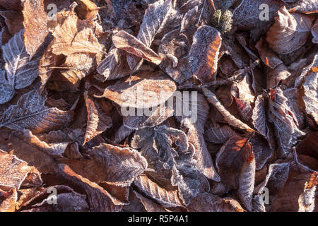 Les feuilles sur le sol recouvert de givre Banque D'Images