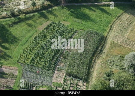 Les lignes vertes de la vigne sous le soleil en Plesivica région viticole du Nord, Croatie Banque D'Images