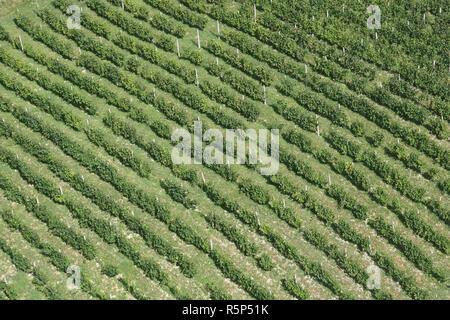 Les lignes vertes de la vigne sous le soleil en Plesivica région viticole du Nord, Croatie Banque D'Images