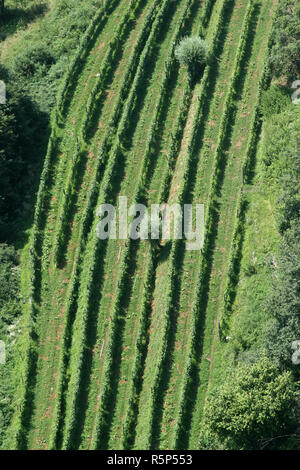 Les lignes vertes de la vigne sous le soleil en Plesivica région viticole du Nord, Croatie Banque D'Images