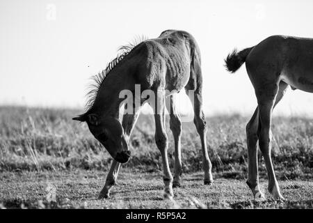 Jeune étalon énergique et ludique en noir et blanc, membre d'un troupeau de pâturage près de Buzludzha Peak, Stara Planina, Bulgarie Banque D'Images