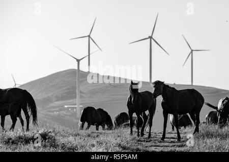 Deux chevaux jouer dans le début de matinée de printemps, partie de troupeau, en noir et blanc, près de Buzludzha Peak, Stara Planina, Bulgarie Banque D'Images