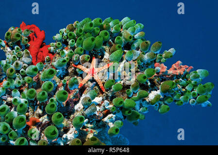 Collier étoile de mer (Fromia monilis), sur une solide colonie sea squirt (Atriolum robustum), Ari Atoll, Maldives Banque D'Images