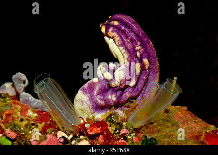 Goldmouth sea squirt ou encre-spot sea squirt (Polycarpa aurata), Walindi, Papouasie Nouvelle Guinée Banque D'Images