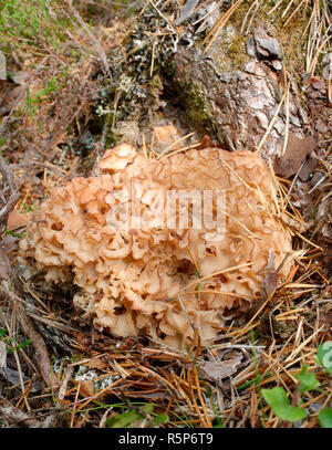 Champignon Chou-fleur en bois - Sparassis crispa sur souche d'arbre de pin Banque D'Images