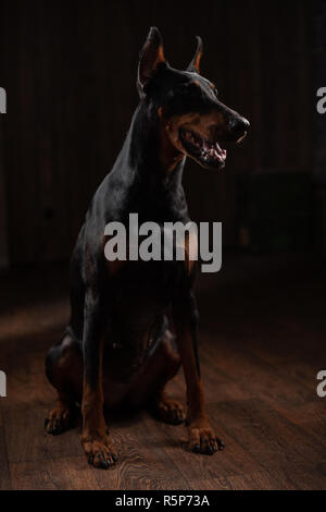 Portrait de Dobermann sur l'arrière-plan noir assis sur le plancher Banque D'Images