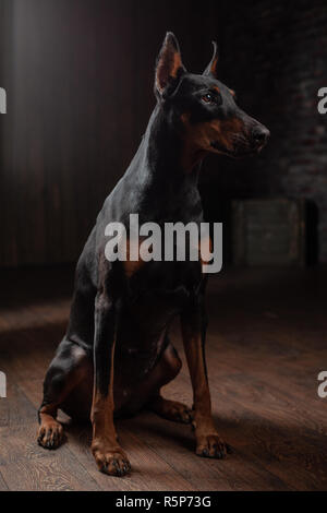 Portrait de Dobermann sur l'arrière-plan noir assis sur le plancher Banque D'Images