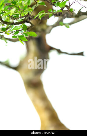 Close up of bonsai orme dans le format portrait Banque D'Images