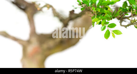 Le feuillage d'un orme (Ulmus parvifolia) pour la culture de bonsai comme un panorama Banque D'Images