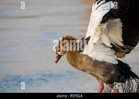 Madrid, Espagne. 1er décembre 2018. Egyptian goose (Alopochen aegyptiaca) commence à voler pendant une journée d'automne dans le Parc Forestier de Valdebernardo. Oies égyptiennes sont indigènes à l'Afrique. En raison de son potentiel de colonisation et qu'il constituent une grave menace pour les espèces indigènes, d'habitats ou d'écosystèmes, cette espèce a été incluse dans le catalogue espagnol d'espèces exotiques envahissantes. Credit : Marcos del Mazo/Alamy Live News Banque D'Images