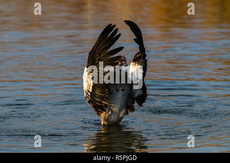 Madrid, Espagne. 1er décembre 2018. Egyptian goose (Alopochen aegyptiaca) en agitant ses ailes pendant une journée d'automne dans le Parc Forestier de Valdebernardo. Oies égyptiennes sont indigènes à l'Afrique. En raison de son potentiel de colonisation et qu'il constituent une grave menace pour les espèces indigènes, d'habitats ou d'écosystèmes, cette espèce a été incluse dans le catalogue espagnol d'espèces exotiques envahissantes. Credit : Marcos del Mazo/Alamy Live News Banque D'Images