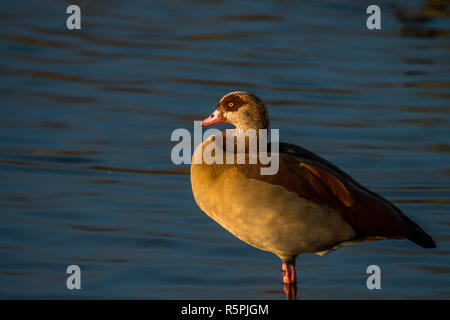 Madrid, Espagne. 1er décembre 2018. Egyptian goose (Alopochen aegyptiaca) pendant une journée d'automne dans le Parc Forestier de Valdebernardo. Oies égyptiennes sont indigènes à l'Afrique. En raison de son potentiel de colonisation et qu'il constituent une grave menace pour les espèces indigènes, d'habitats ou d'écosystèmes, cette espèce a été incluse dans le catalogue espagnol d'espèces exotiques envahissantes. Credit : Marcos del Mazo/Alamy Live News Banque D'Images