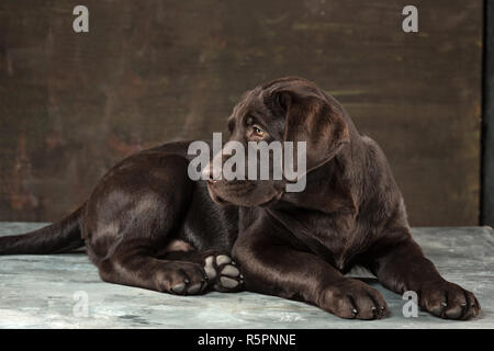 Le portrait d'un chien labrador noir prises à l'encontre d'une toile sombre. Banque D'Images