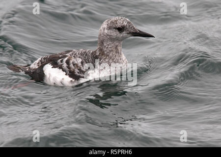 Le Guillemot à miroir (Cepphus grylle), adulte en plumage d'hiver, le port de Lerwick, Shetland, Scotland, UK. Banque D'Images