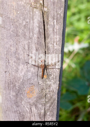 Macro close up of dragon fly sur fond de bois sympetrum striolatum post Banque D'Images