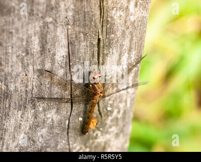 Macro close up of dragon fly sur fond de bois sympetrum striolatum post Banque D'Images