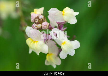 Groupe de fleurs rose et jaune blanc frangipanier, Plumeria lors d'une journée ensoleillée à l'arrière-plan naturel Banque D'Images