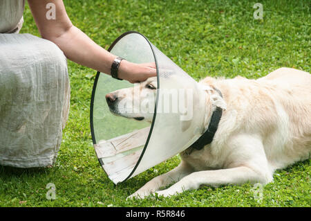 Par contre les femmes et femmes chien labrador crème portant collier élisabéthain médical cône en plastique autour du cou pour la protection anti-morsure sur l'herbe verte mea Banque D'Images