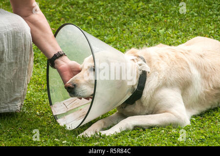 Par contre les femmes et femmes chien labrador crème portant collier élisabéthain médical cône en plastique autour du cou pour la protection anti-morsure sur l'herbe verte mea Banque D'Images