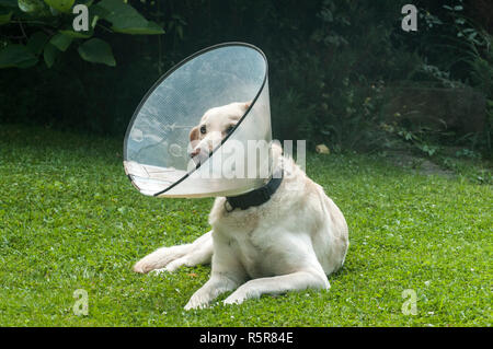 Crème femelle labrador dog wearing cône en plastique collier élisabéthain médical autour du cou pour la protection anti-morsure on Green grass meadow Banque D'Images