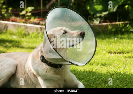 Crème femelle labrador dog wearing cône en plastique collier élisabéthain médical autour du cou pour la protection anti-morsure on Green grass meadow Banque D'Images