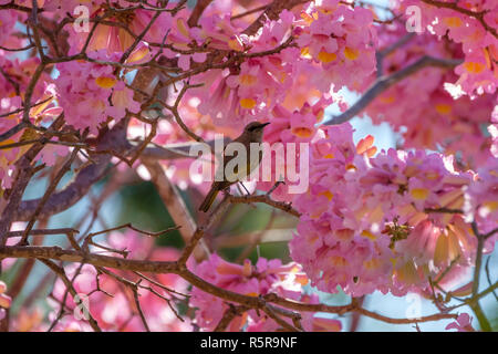 Oiseaux dans un arbre à trompettes roses Banque D'Images