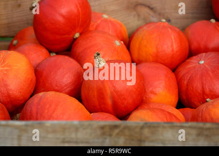 Hokkaido pumpkins en automne Banque D'Images