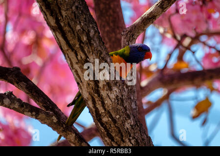 Rainbow Lorikeet dans un arbre à trompettes roses Banque D'Images