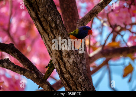 Rainbow Lorikeet dans un arbre à trompettes roses Banque D'Images