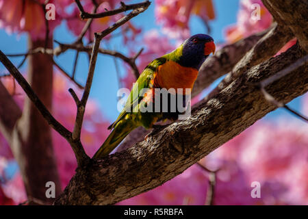 Rainbow Lorikeet dans un arbre à trompettes roses Banque D'Images